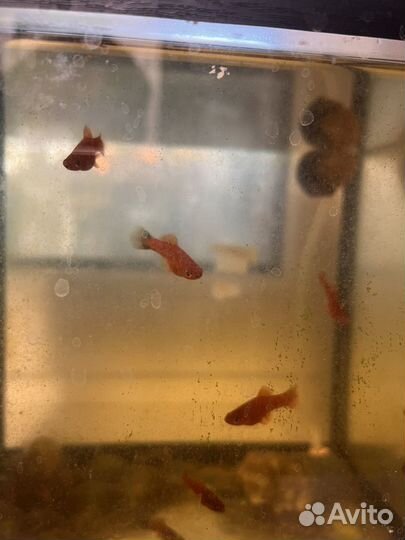 Аквариумные рыбки меченосцы