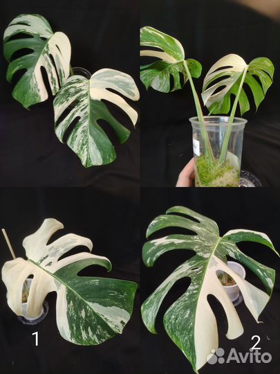 Ароидные вариегатные
