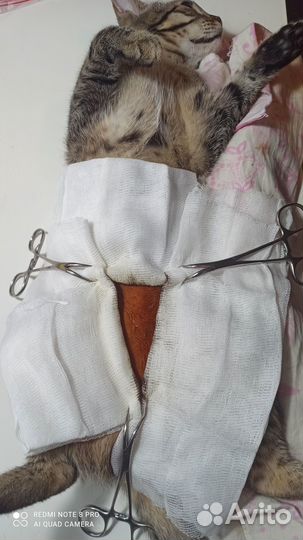 Ветеринарный врач на дом
