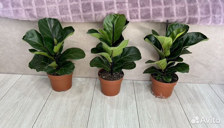 Фикус лирата бамбино