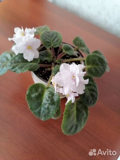 Цветы фиалки