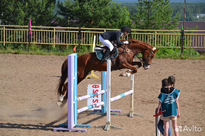 Тракененский жеребец