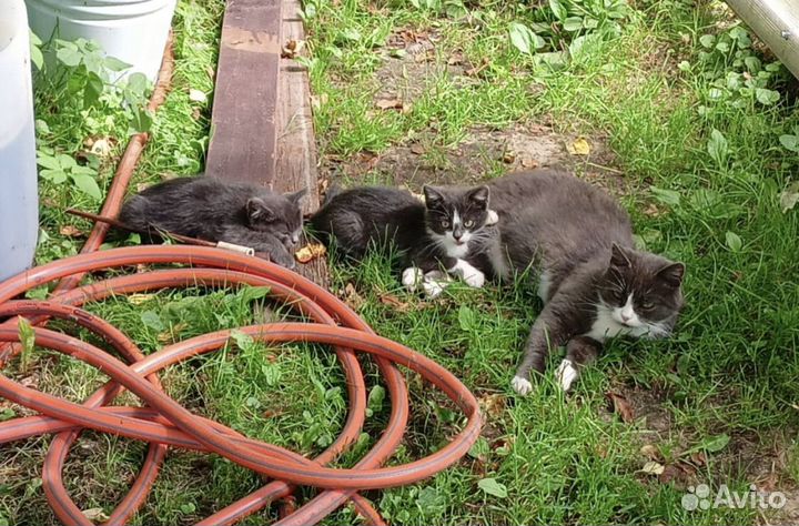Котята в добрые руки