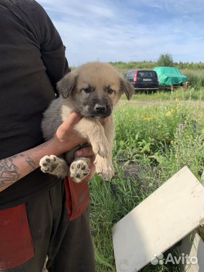 Метис хаски