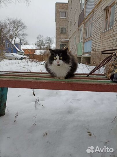 Котики бесплатно в добрые руки