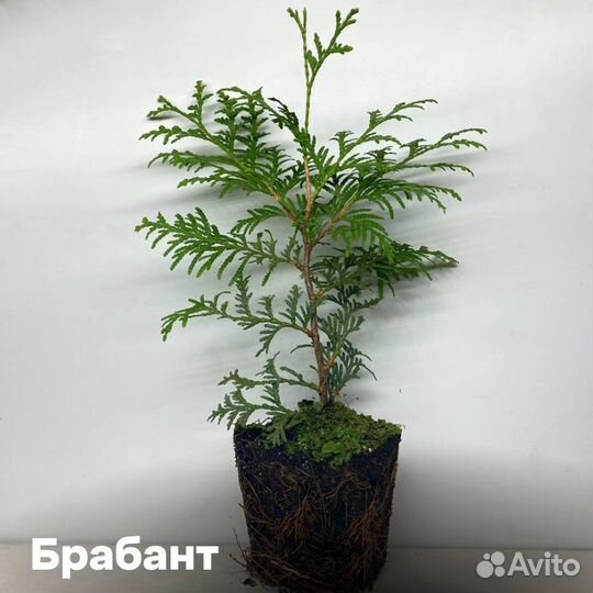 Туя Смарагд 30-45см. Мощная корневая. Много сортов