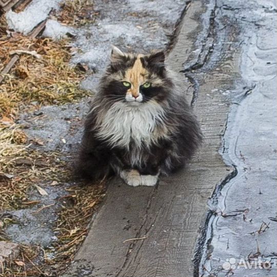 Коты подростки