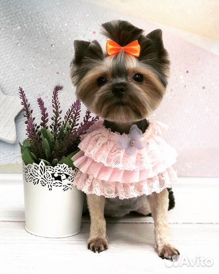 Зоосалон Цацагрум Стрижка кошек и собак