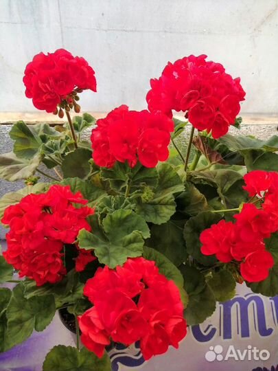 Укоренённые черенки сортовой пеларгонии