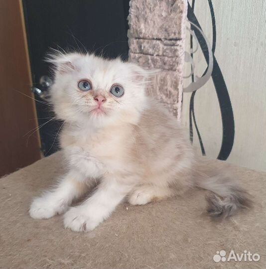 Шотландские вислоухие котята