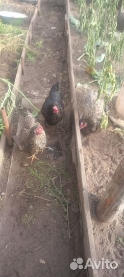 Куры несушки продам