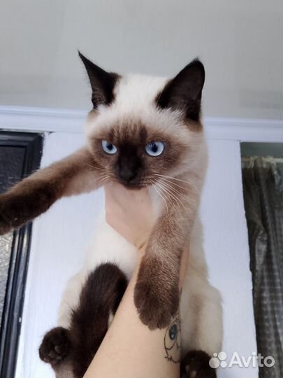 Сиамская кошечка