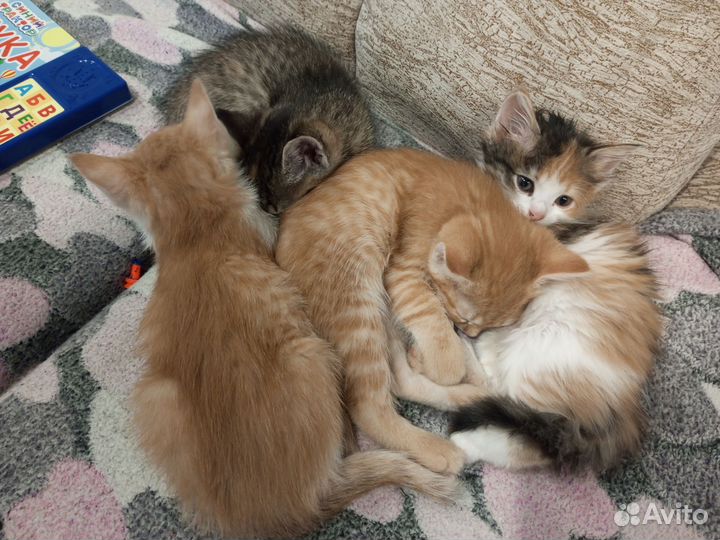 Котята в добрые руки