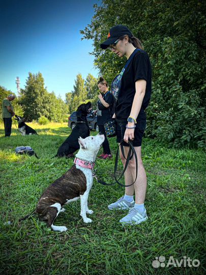 Дрессировка и воспитание собак