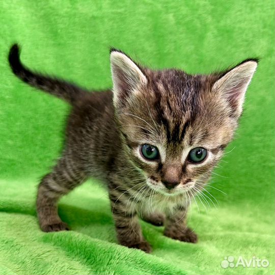 Котёнок девочка в добрые руки