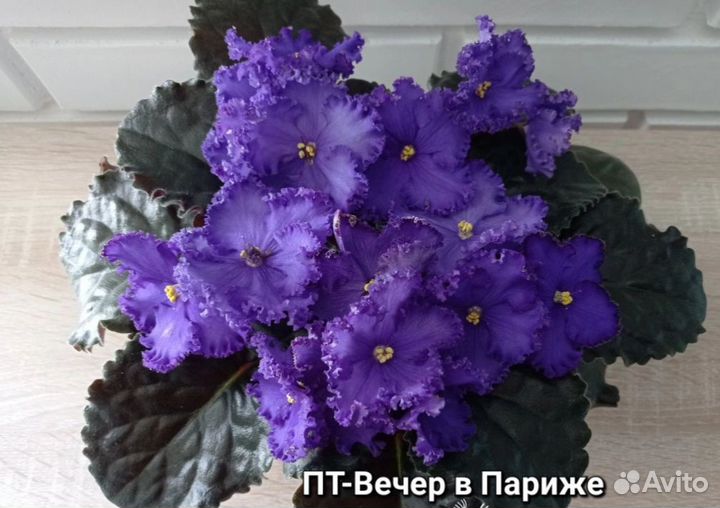 Фиалки листочек - 100