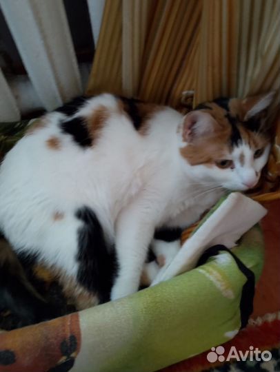 Молодая кошка