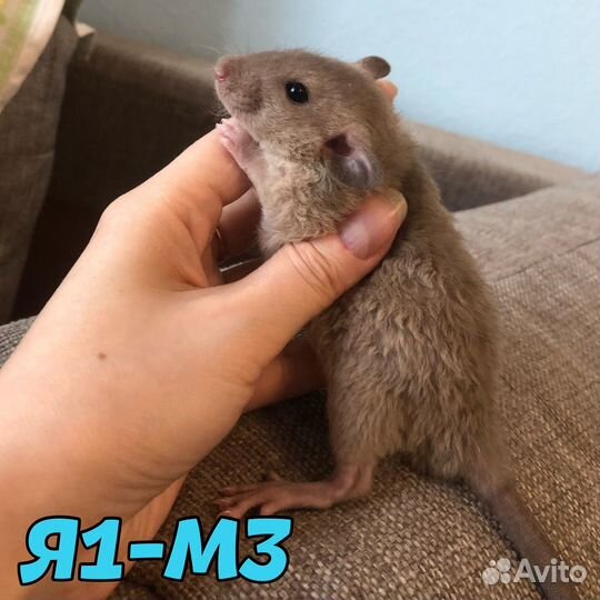 Крысята мальчики, кудрявые и стандарт