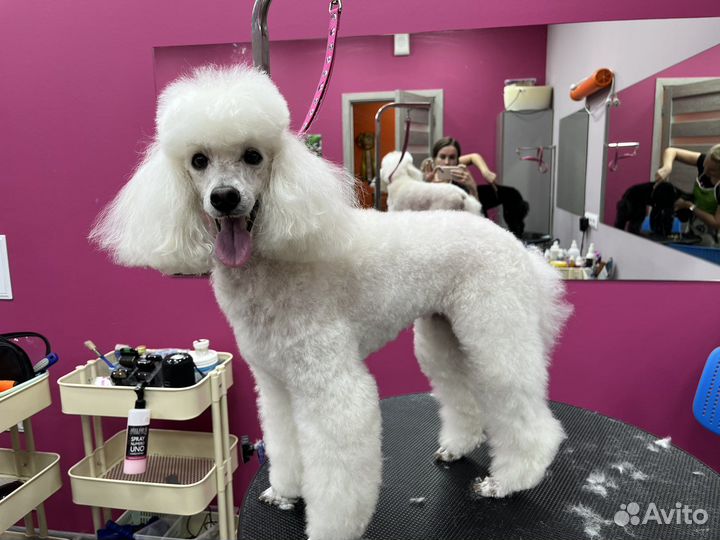 Груминг собак и кошек