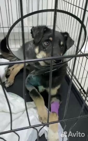 Щенок-подросток