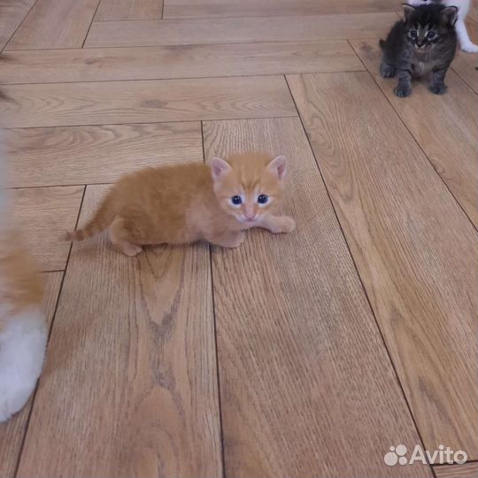Кошка