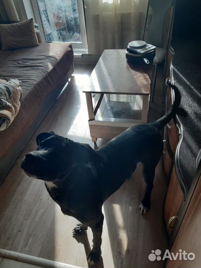 Арчи очень нужен дом