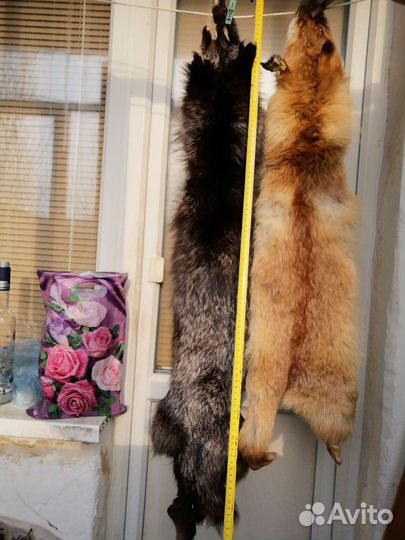 Шкуры лисы