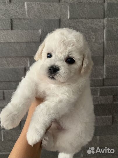 Бишон Фризе щенки. Документы ркф-FCI, стандарт