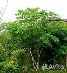 Саженцы Думбейского ореха