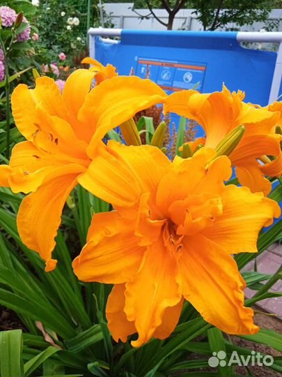 Цветы для сада