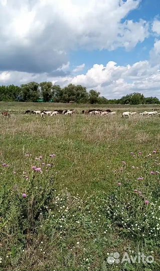 Курдючные бараны овцы