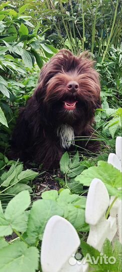 Йоркширский терьер мальчик 11 месяцев