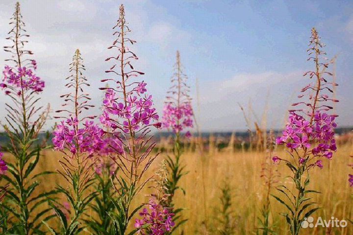 Иван чай ферментированный