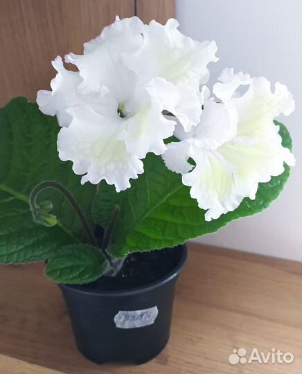 Стрептокарпусы белые