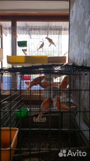 Канарейки