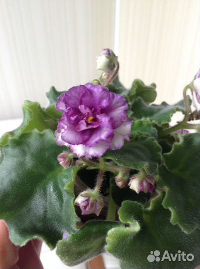 Фиалки(цветущие)