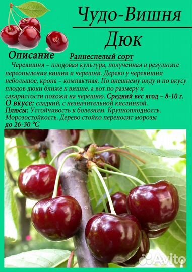 Черевишня(Дюк)