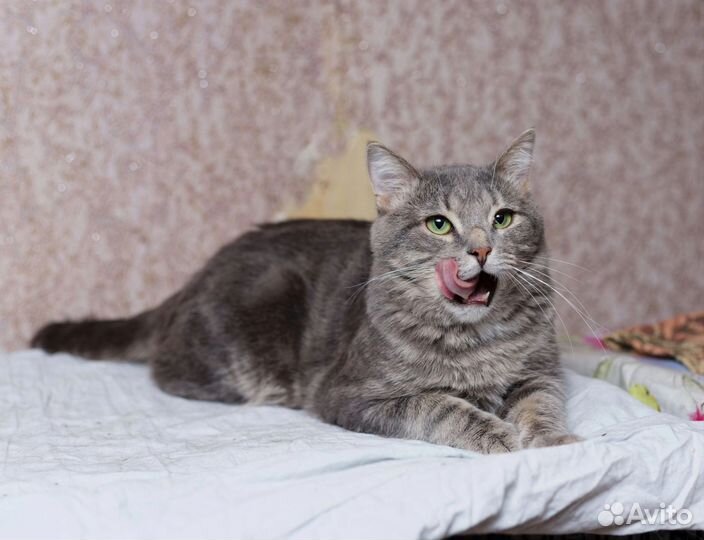 Зайка ищет дом