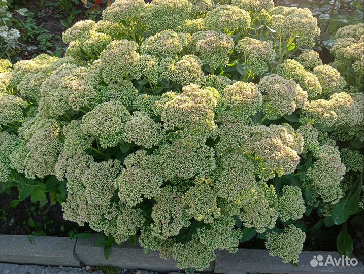 Многолетнее растение очиток