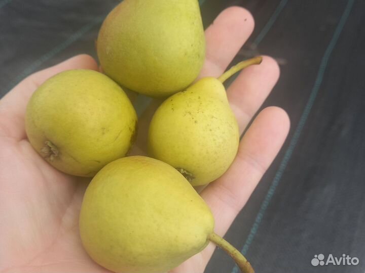 Груша домашняя, садовая