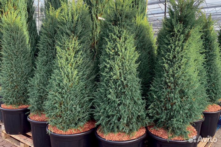 Можжевельник 17 сортов