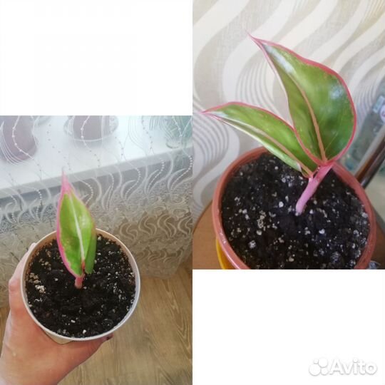 Комнатные растения