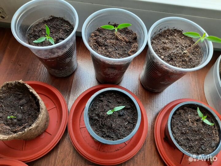 Семена перчика