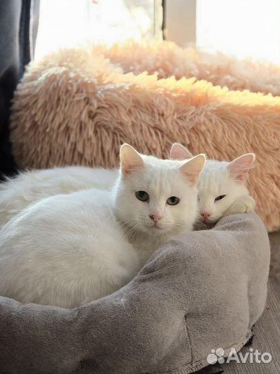 Спасите Тень Анатольевну