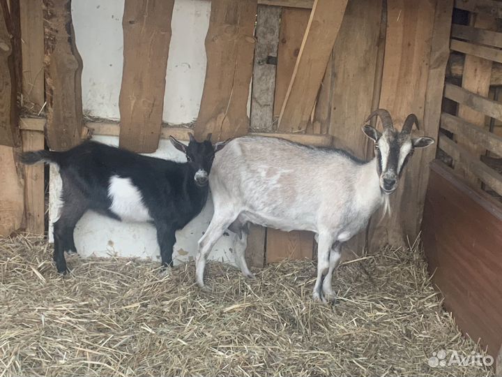 Коза и казленок