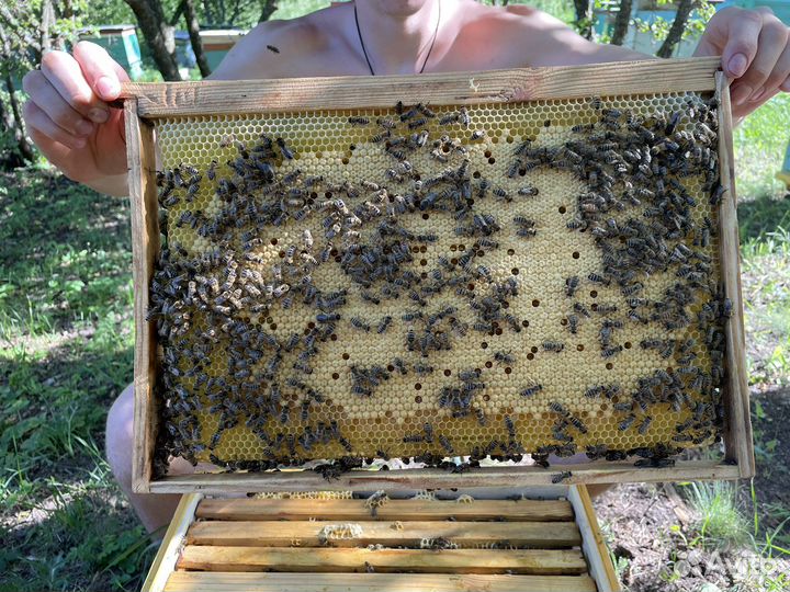 Пчелы матки кавказки