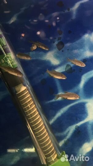 Микрорасбора