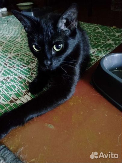 Отдам в добрые руки