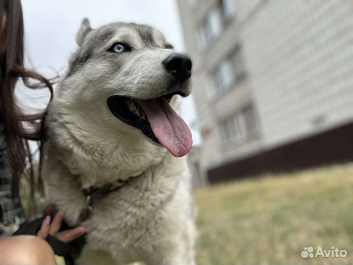 Аляска ищет хозяина