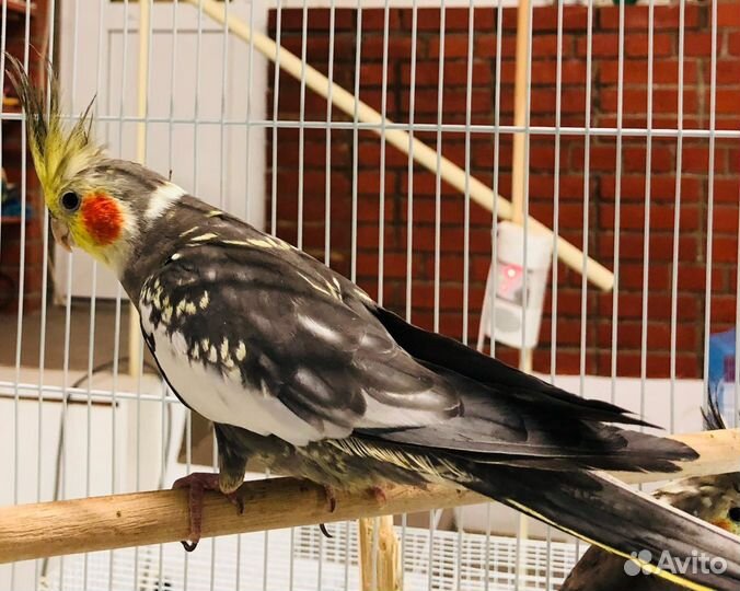 Попугай корелла